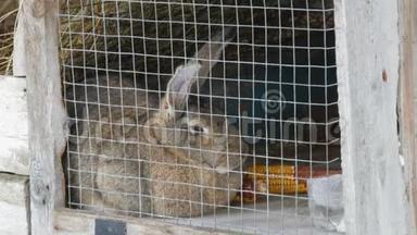冬天，一只灰色的大兔子坐在村子里的笼子里